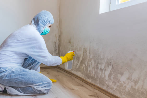 Licensed Attic Mold Remediation service in Alexandria, VA - Car Mold Remediation