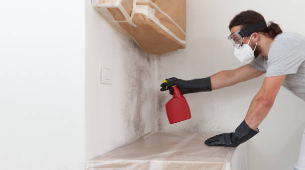 Professional Attic Mold Remediation technician working in Alexandria, VA