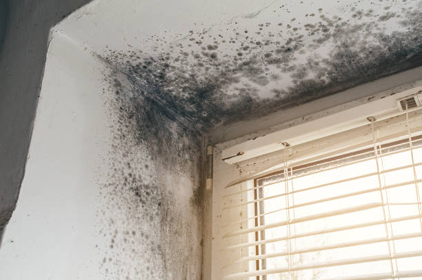 Affordable Attic Mold Remediation solutions in Alexandria, VA
