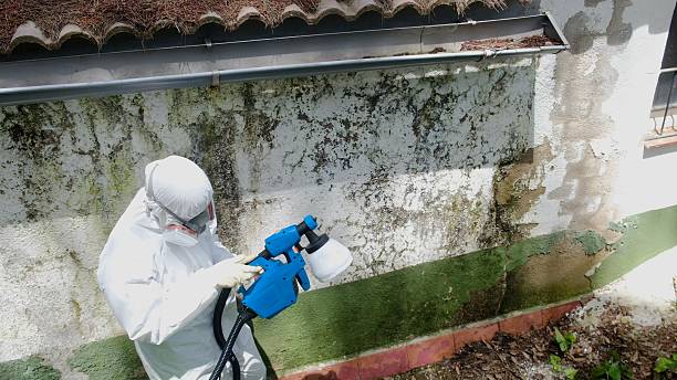 Top rated local Attic Mold Remediation specialists in Alexandria, VA
